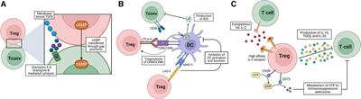 Tregs in transplantation tolerance: role and therapeutic potential